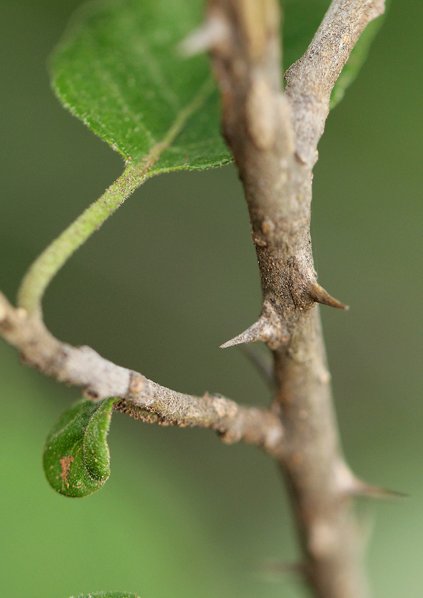 Solanum tettense var. tettense Solanum tettense var. tettense