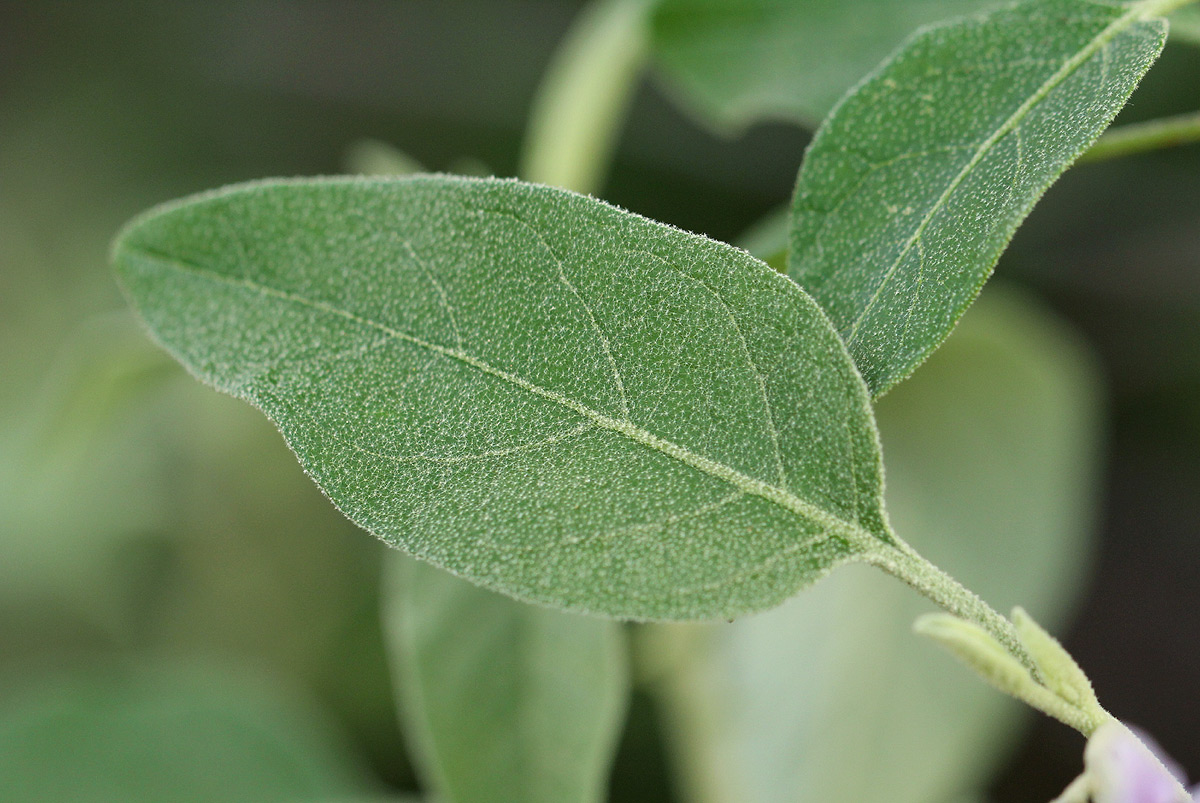 Solanum tettense var. tettense Solanum tettense var. tettense