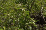 Solanum tettense var. renschii
