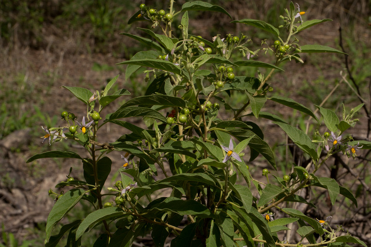 Solanum tettense var. renschii