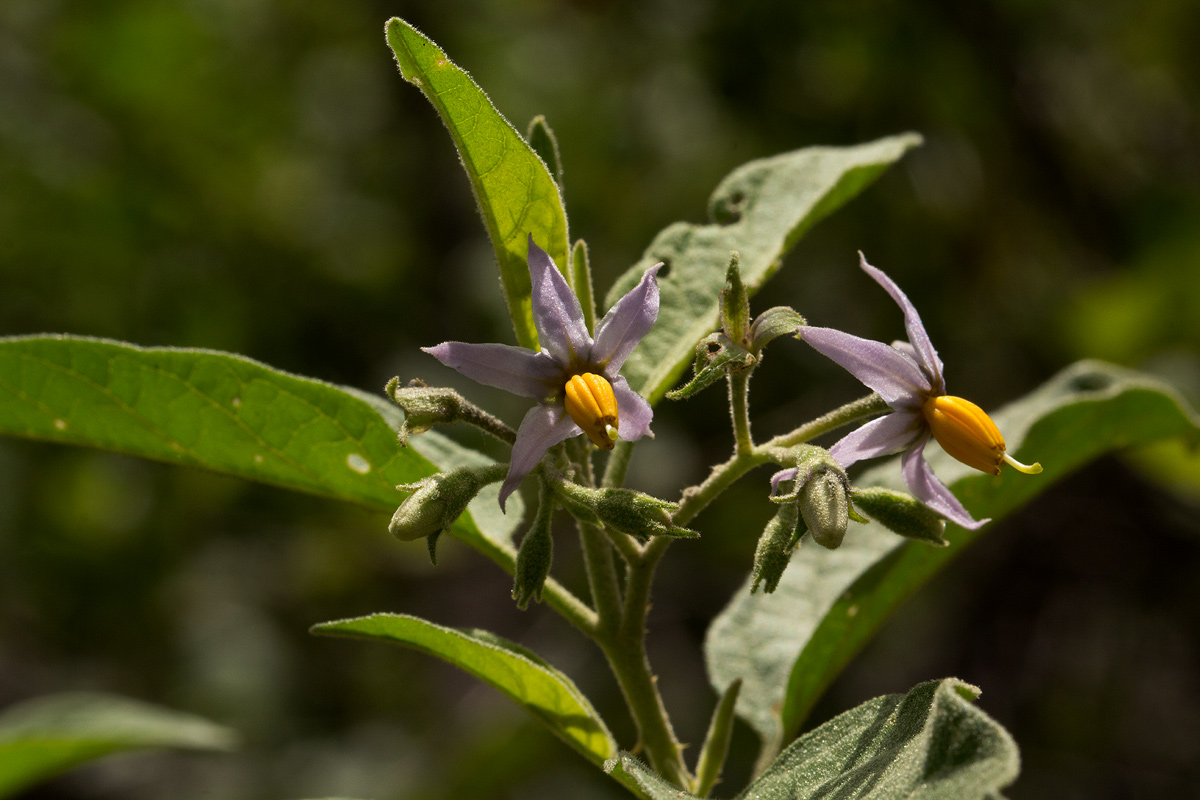 Solanum tettense var. renschii Solanum tettense var. renschii
