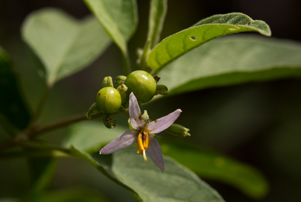 Solanum tettense var. renschii Solanum tettense var. renschii