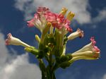 Nicotiana tabacum