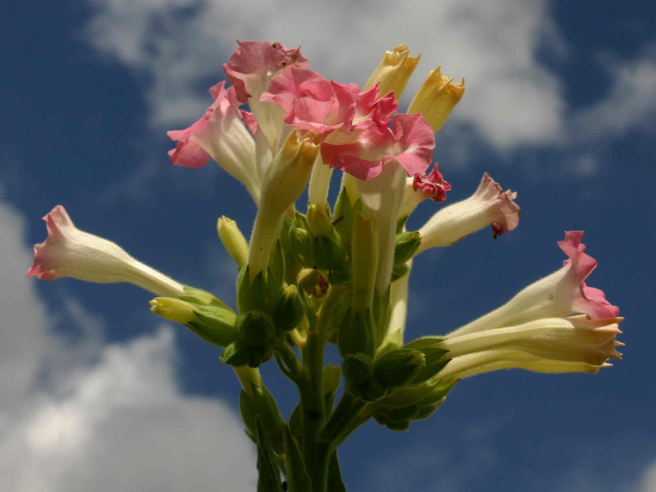 Nicotiana tabacum Nicotiana tabacum