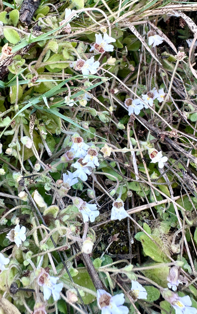Diclis petiolaris