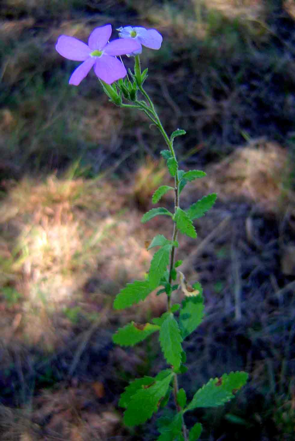 Jamesbrittenia grandiflora