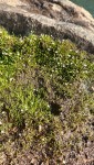 Limosella australis