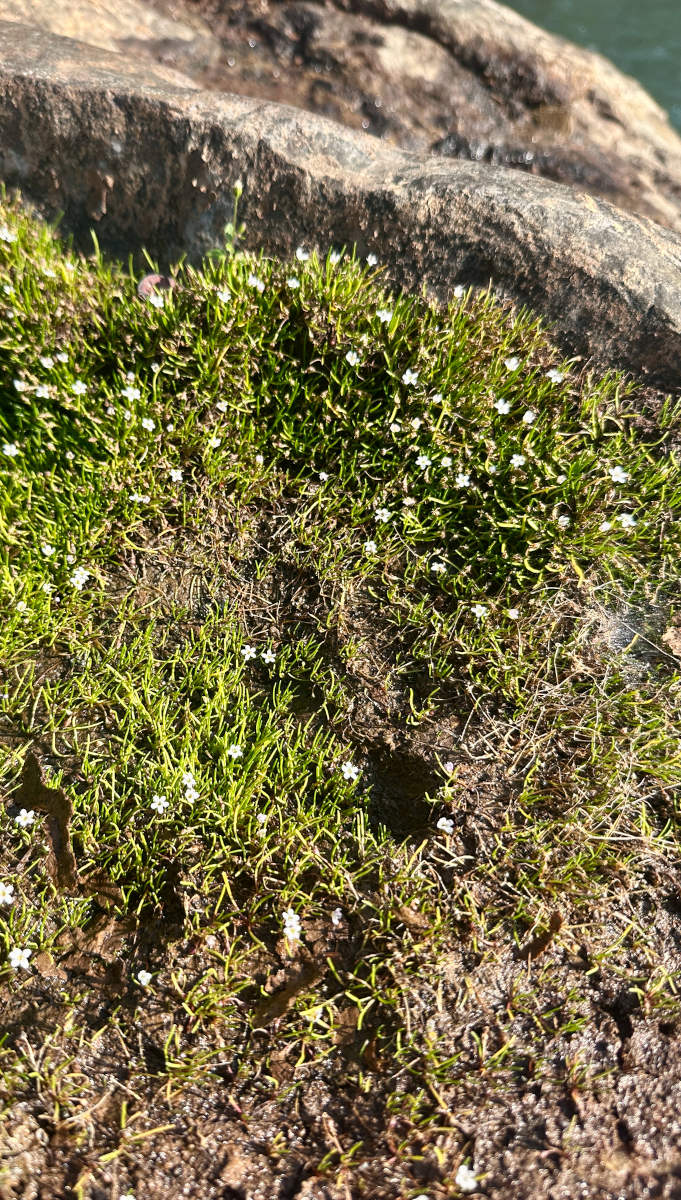Limosella australis Limosella australis