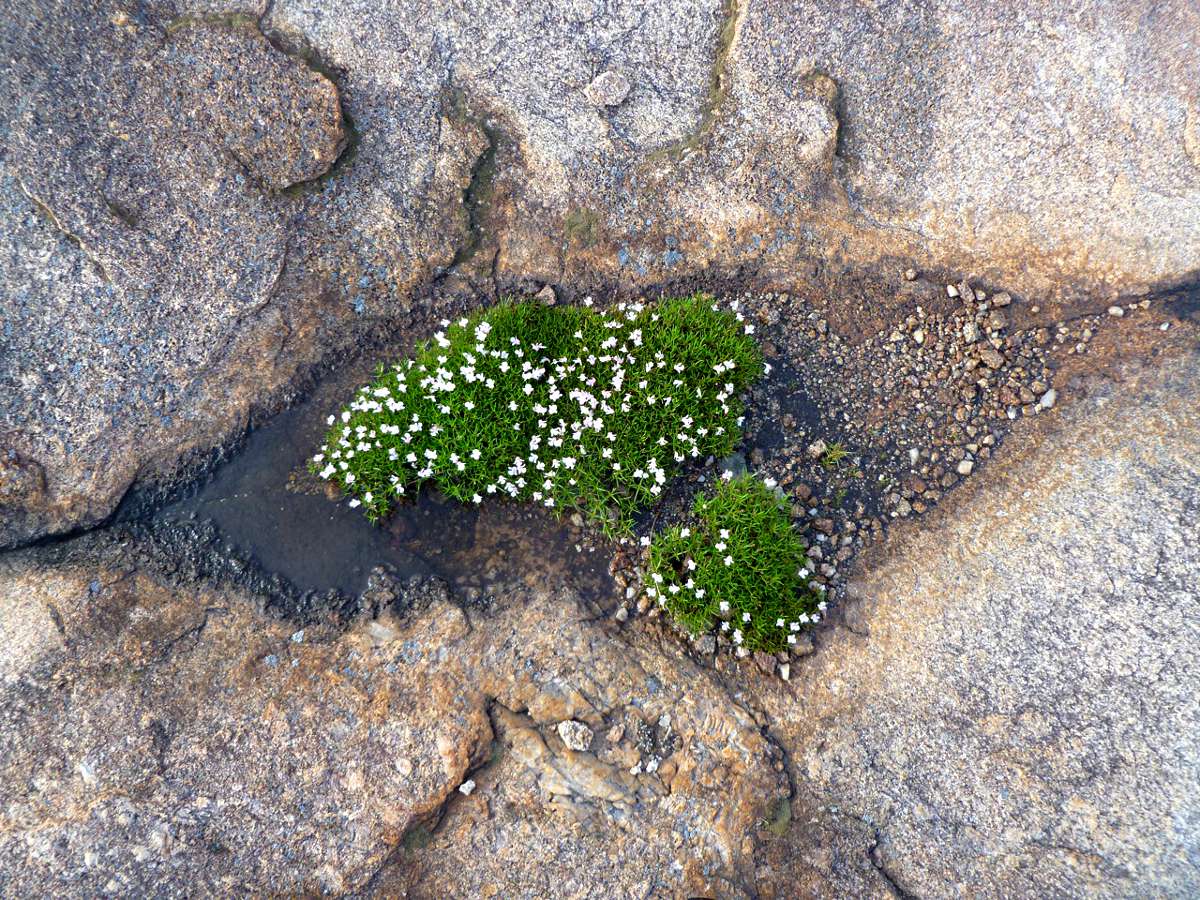 Lindernia monroi Lindernia monroi