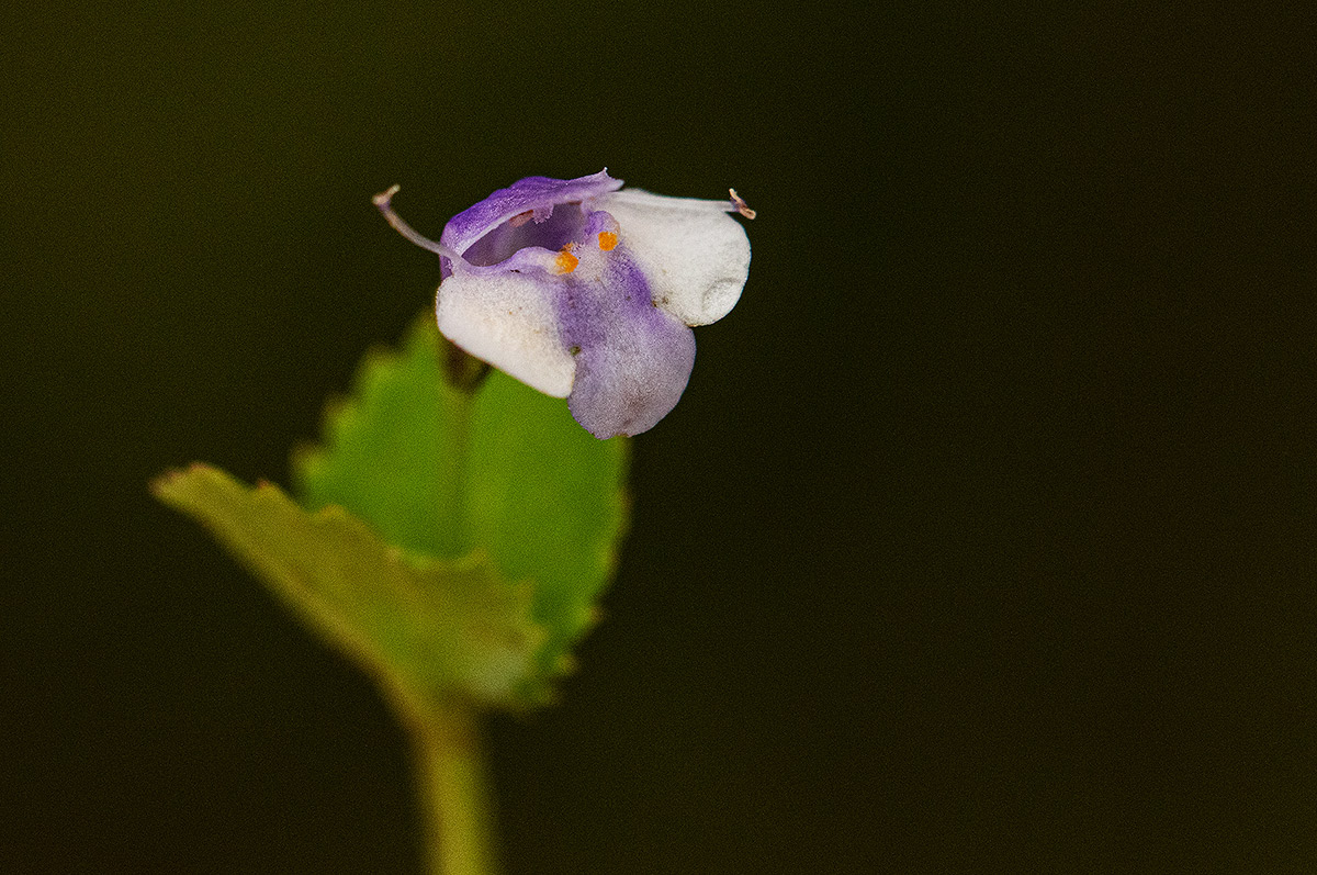 Craterostigma nummulariifolium
