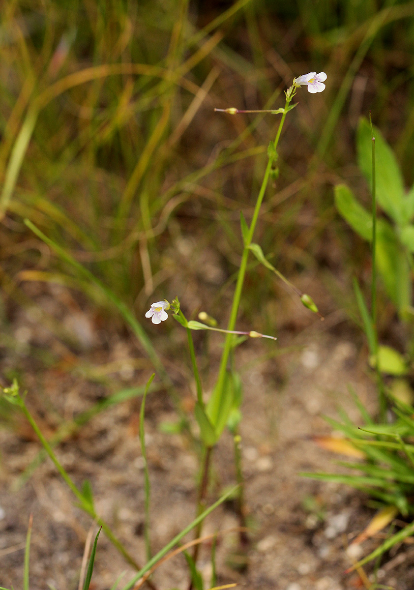 Lindernia parviflora