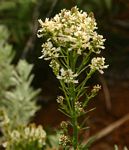 Hebenstretia oatesii subsp. rhodesiana