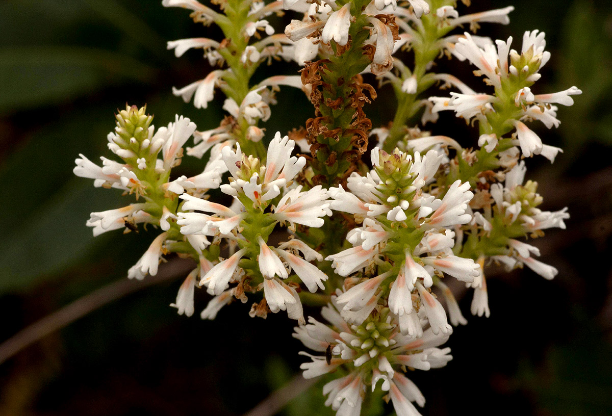Hebenstretia oatesii subsp. rhodesiana