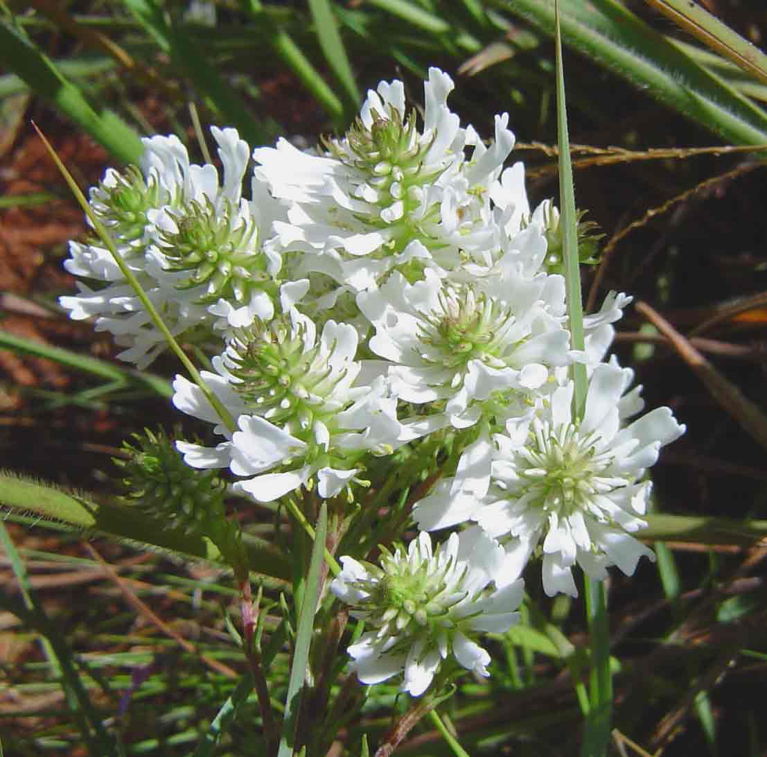 Hebenstretia oatesii subsp. inyangana