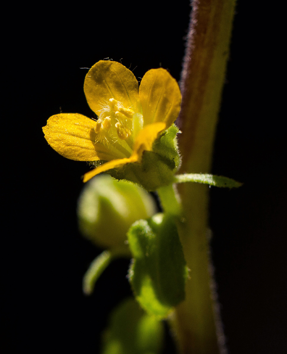 Alectra orobanchoides Alectra orobanchoides