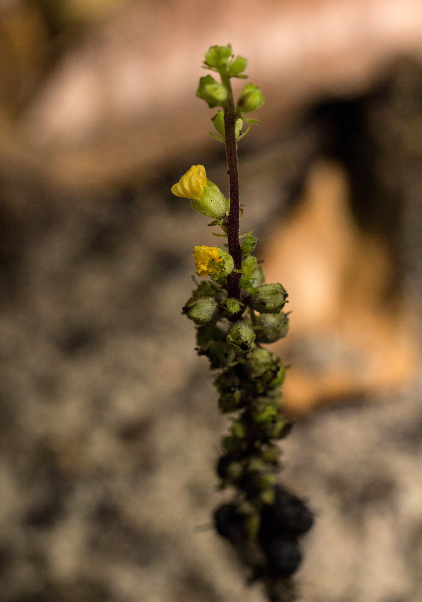 Alectra orobanchoides Alectra orobanchoides