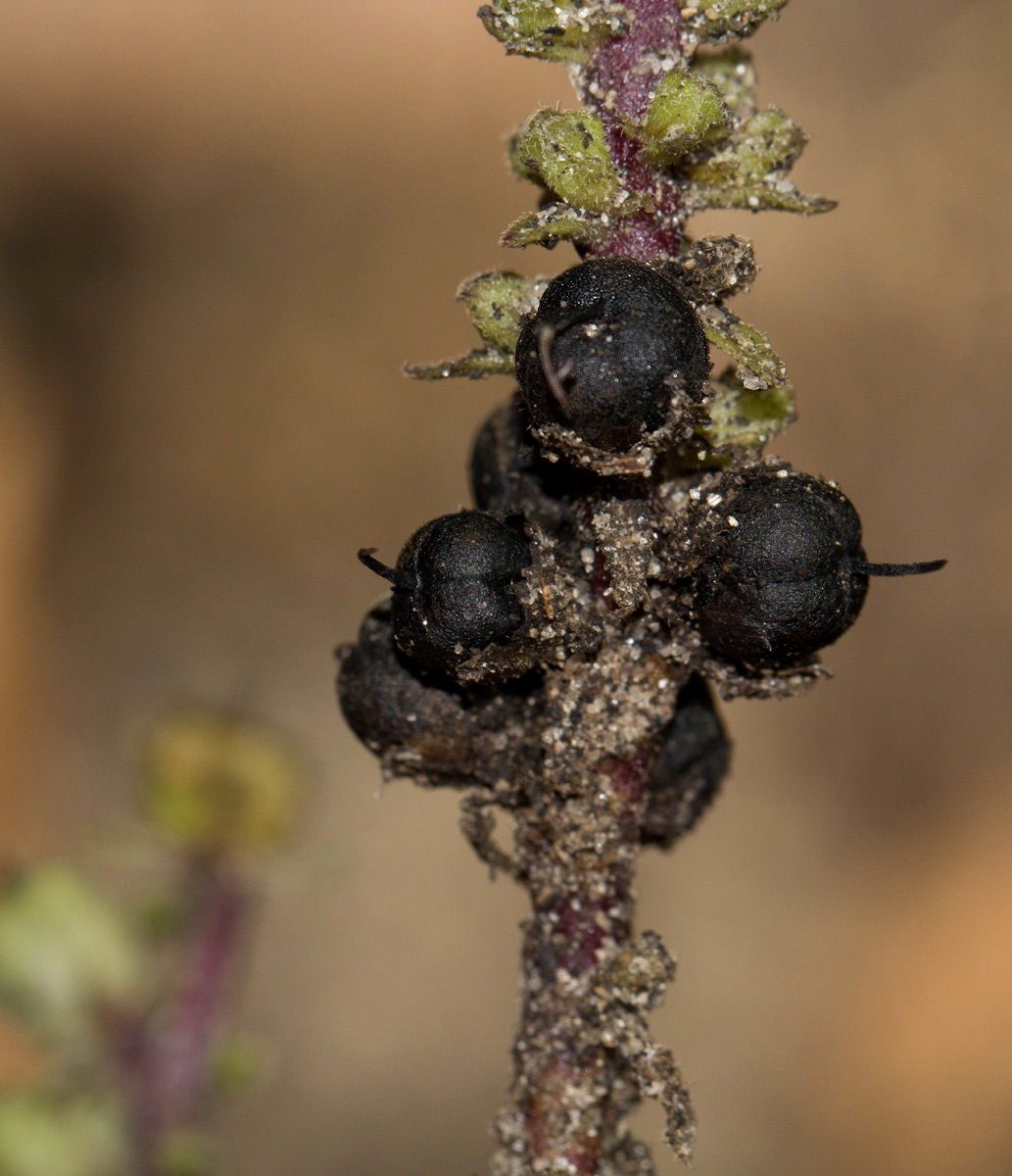 Alectra orobanchoides Alectra orobanchoides