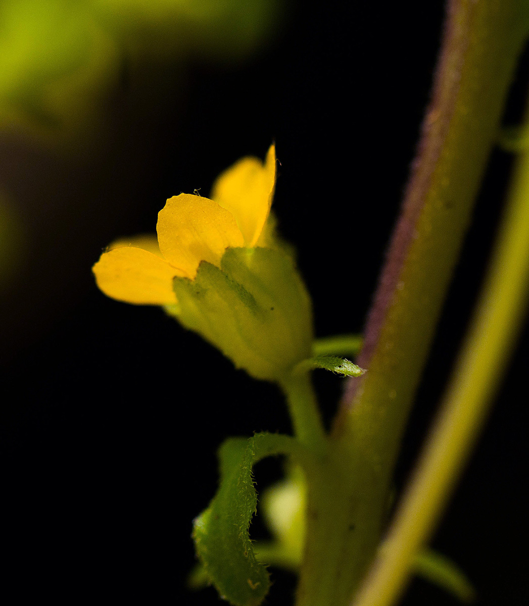 Alectra orobanchoides Alectra orobanchoides