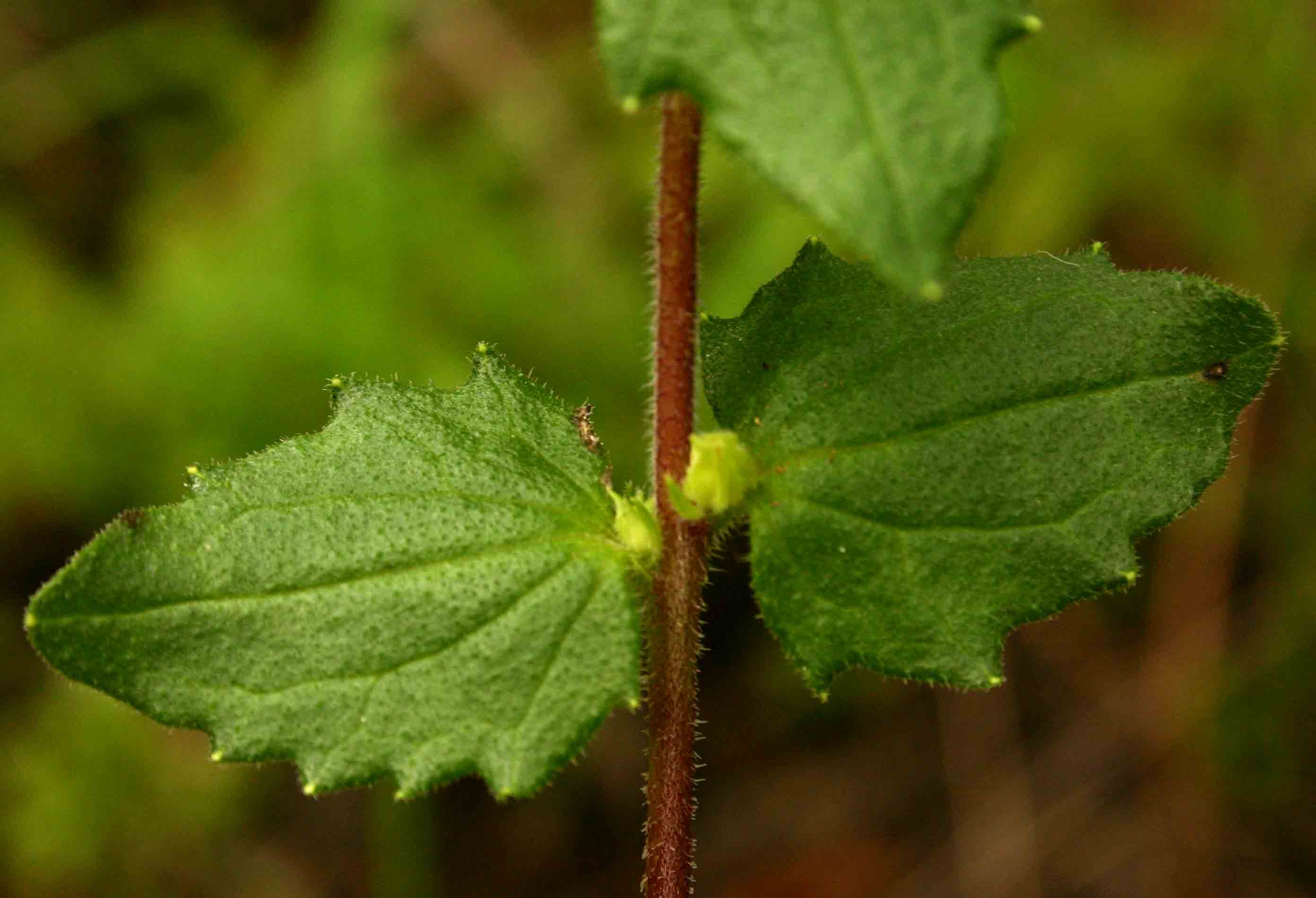 Alectra sessiliflora var. senegalensis