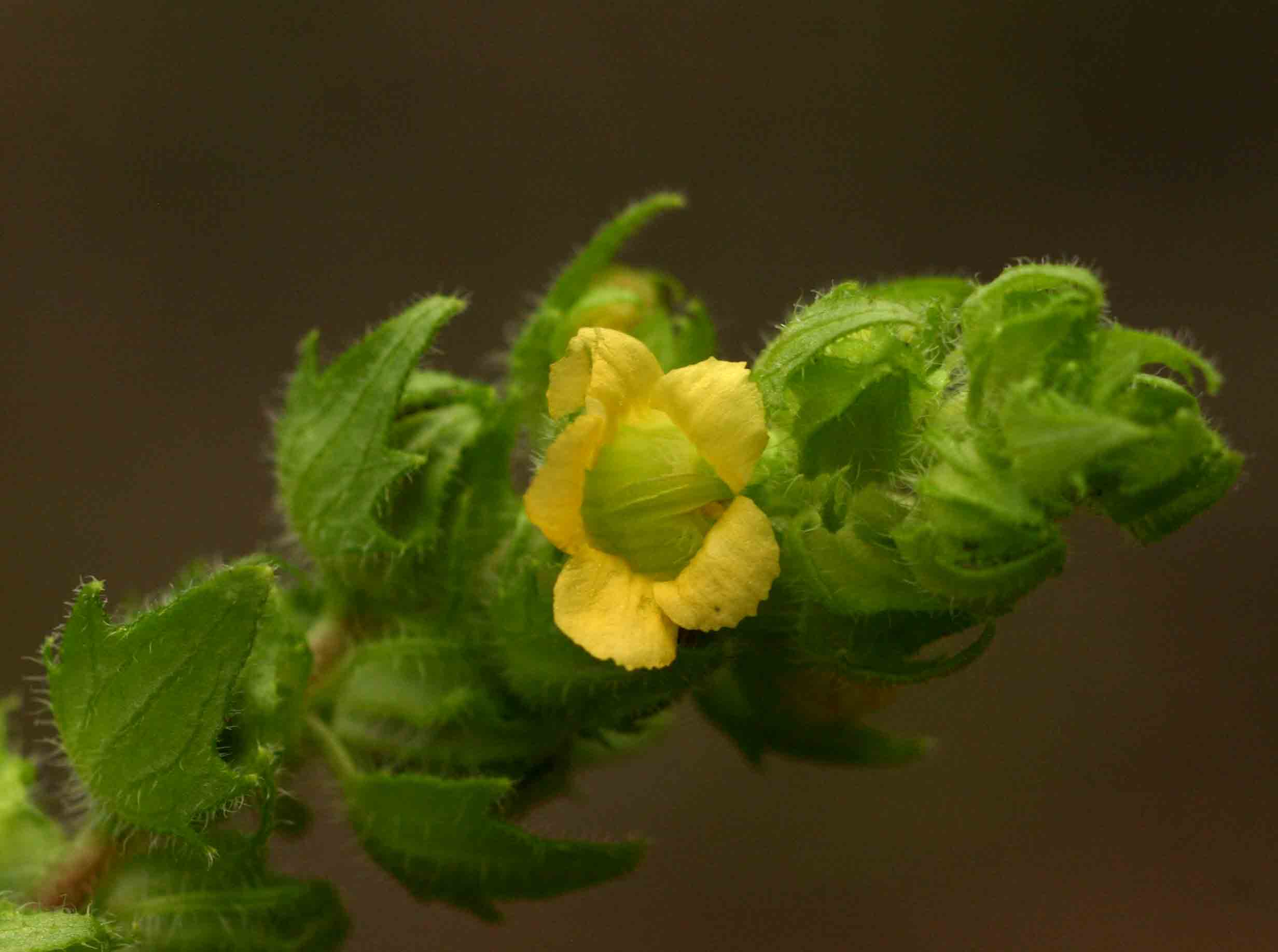 Alectra sessiliflora var. senegalensis