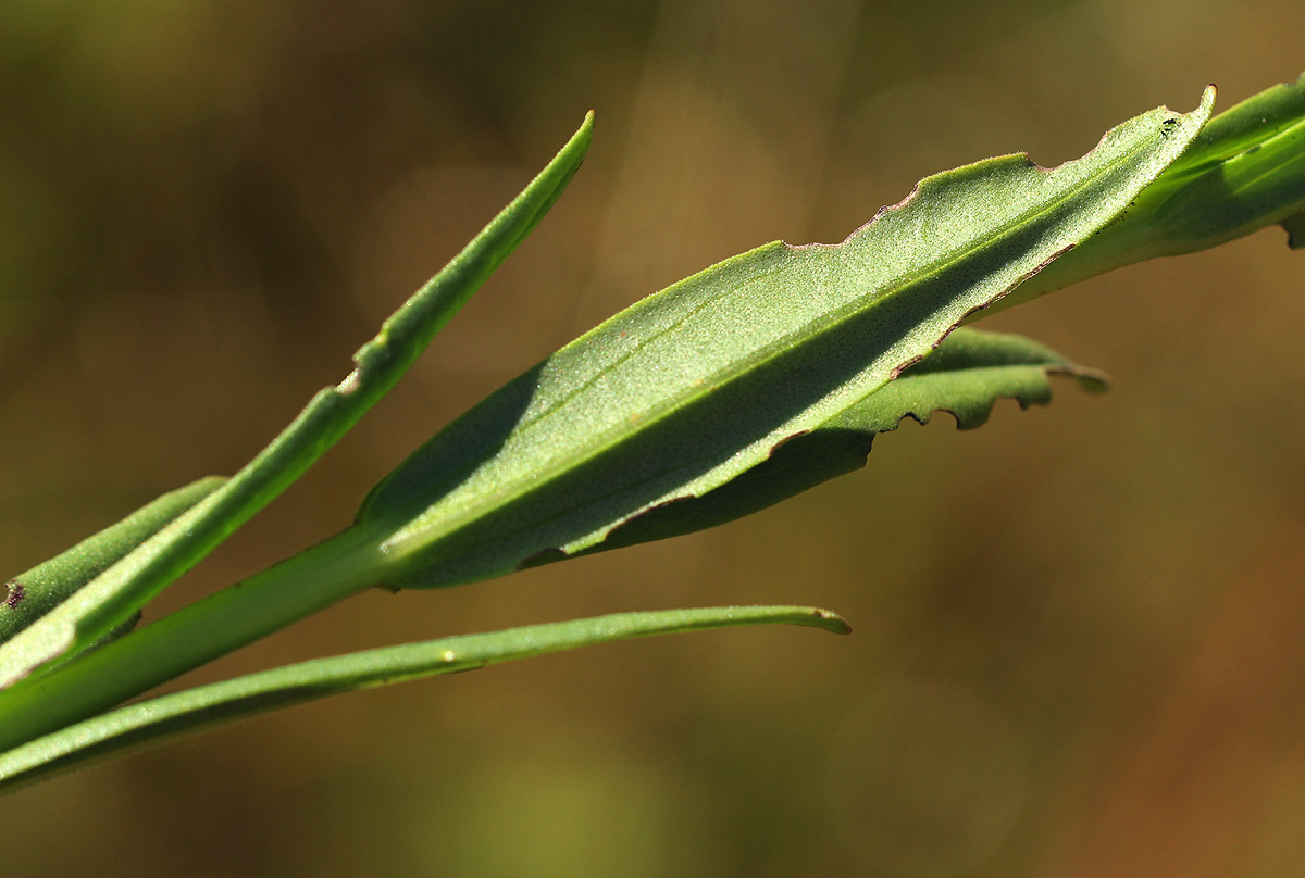 Gerardiina angolensis