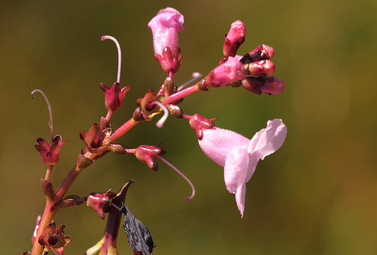 Gerardiina angolensis Gerardiina angolensis