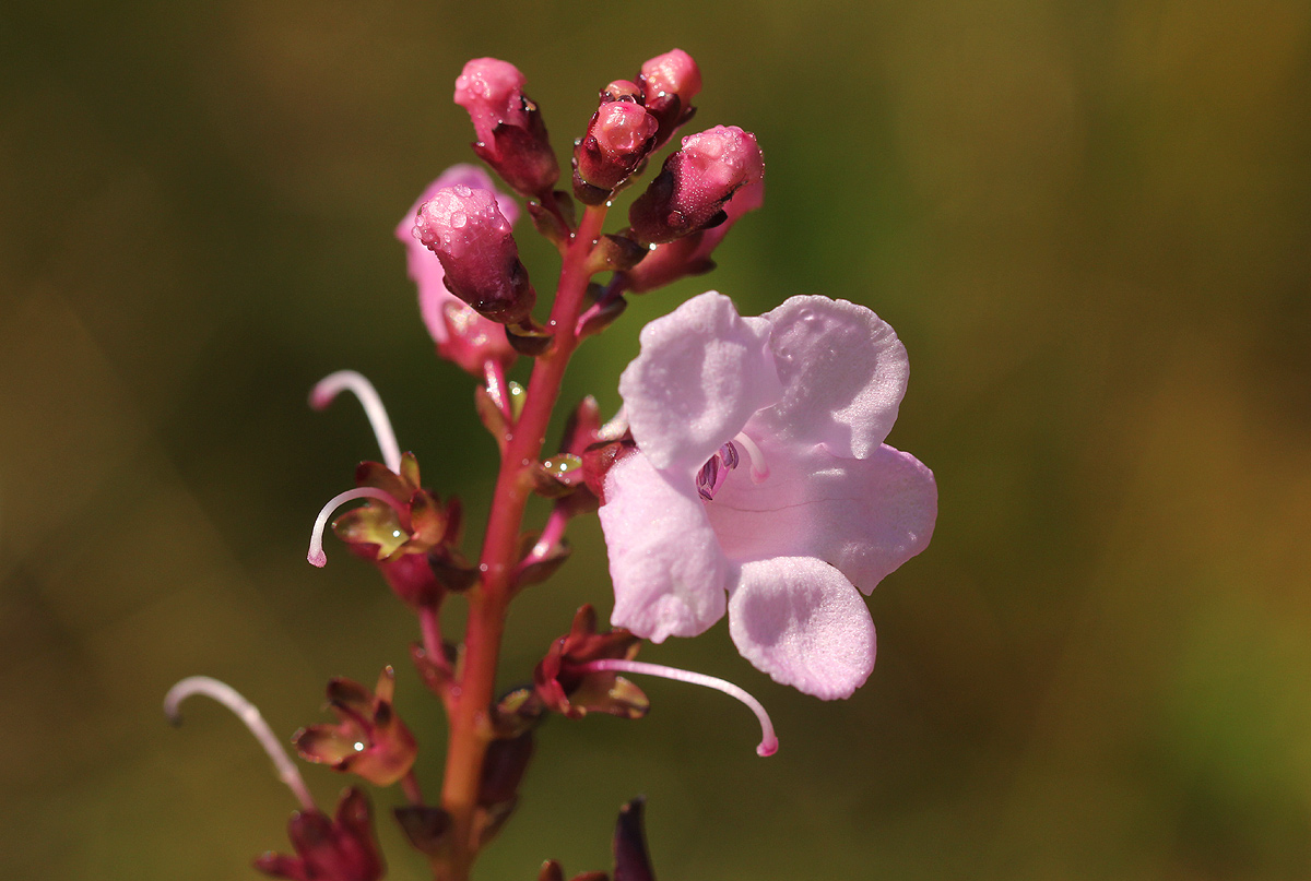 Gerardiina angolensis Gerardiina angolensis