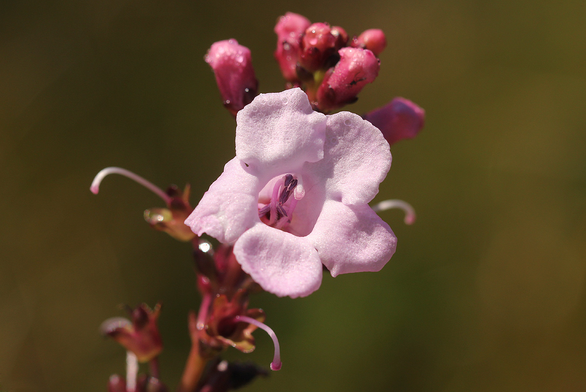 Gerardiina angolensis