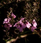 Sopubia mannii var. mannii