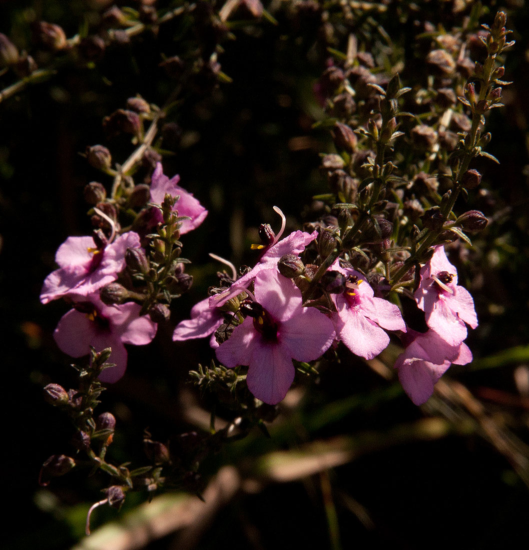Sopubia mannii var. mannii