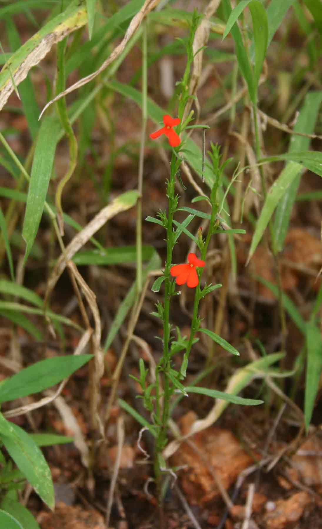 Striga asiatica