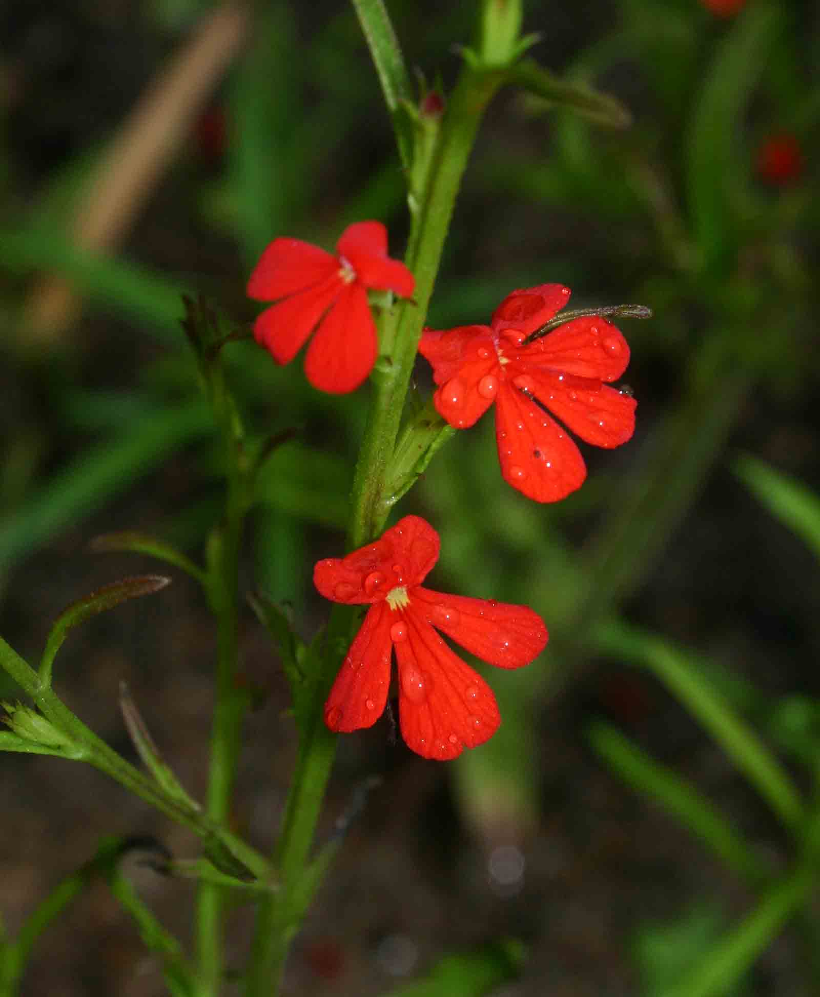 Striga asiatica