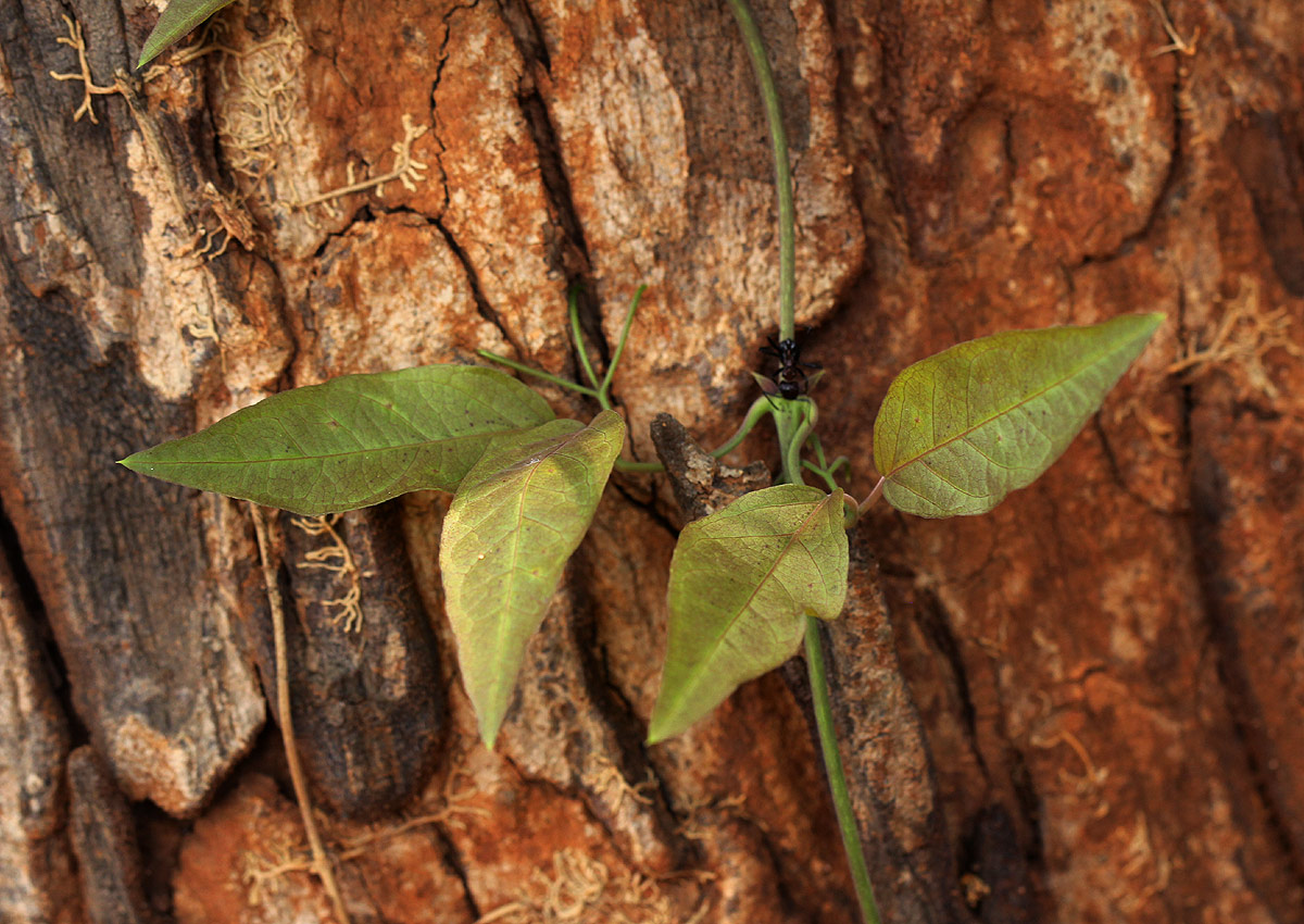 Dolichandra unguis-cati