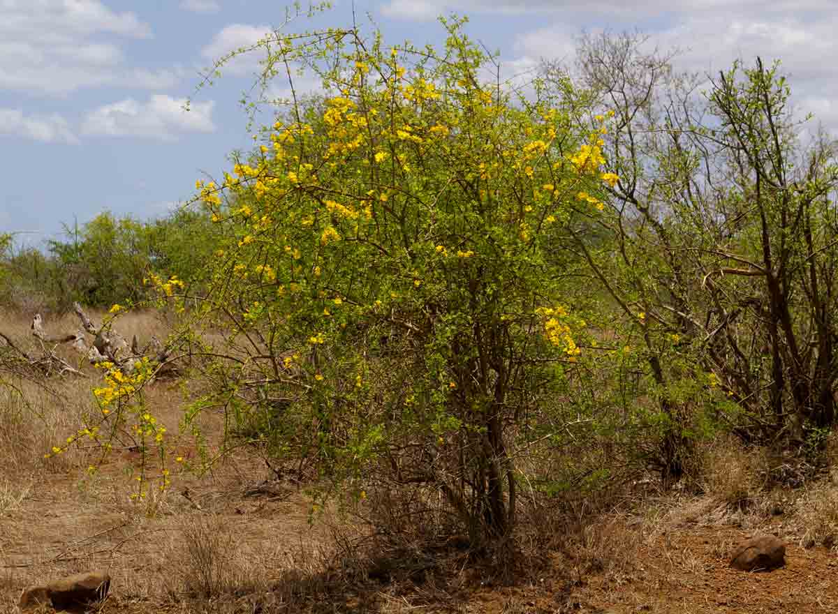 Rhigozum zambesiacum Rhigozum zambesiacum