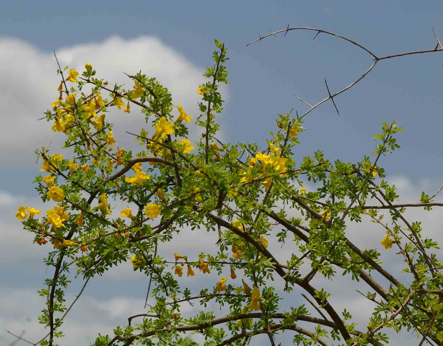 Rhigozum zambesiacum Rhigozum zambesiacum