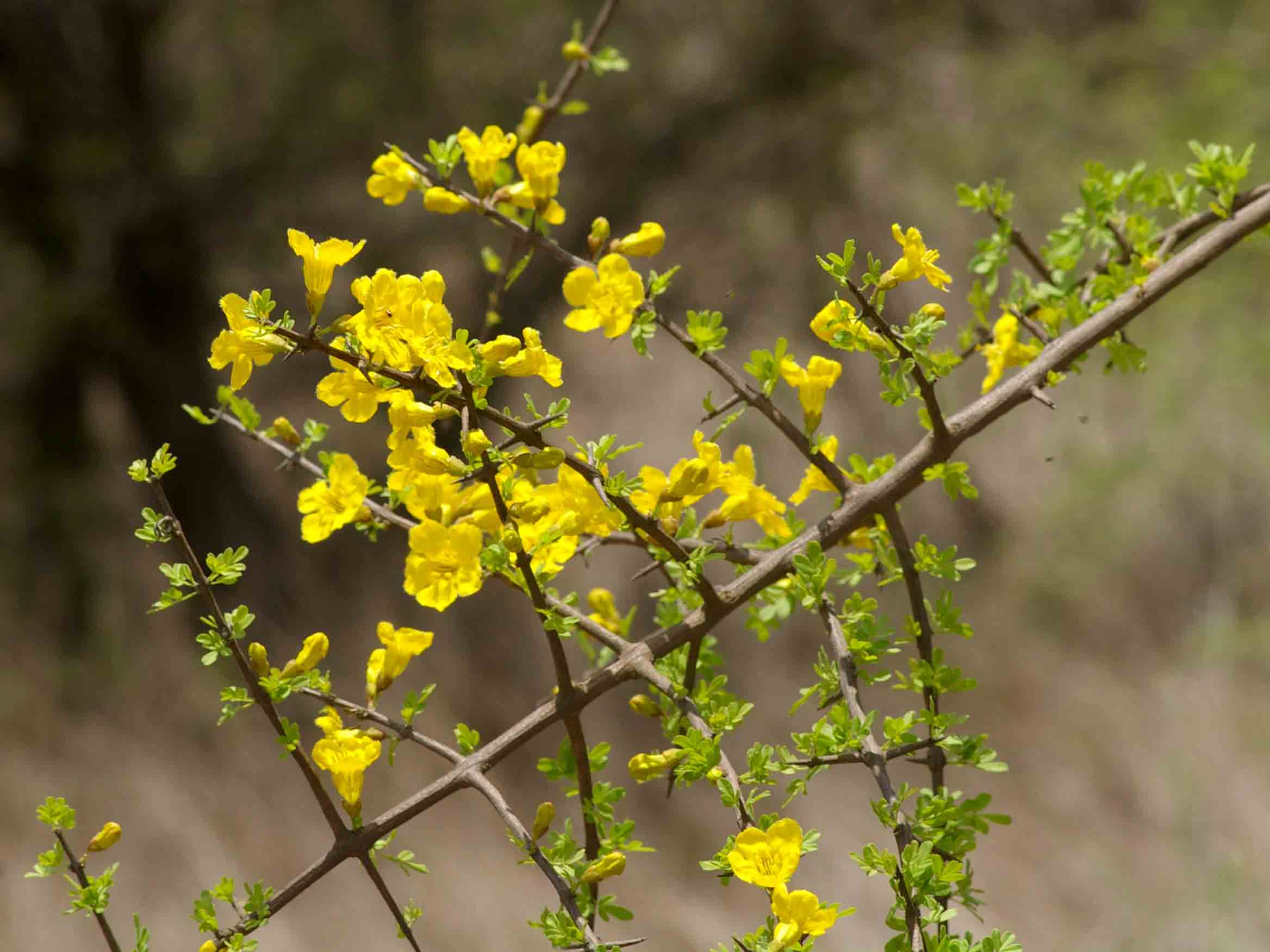 Rhigozum zambesiacum Rhigozum zambesiacum