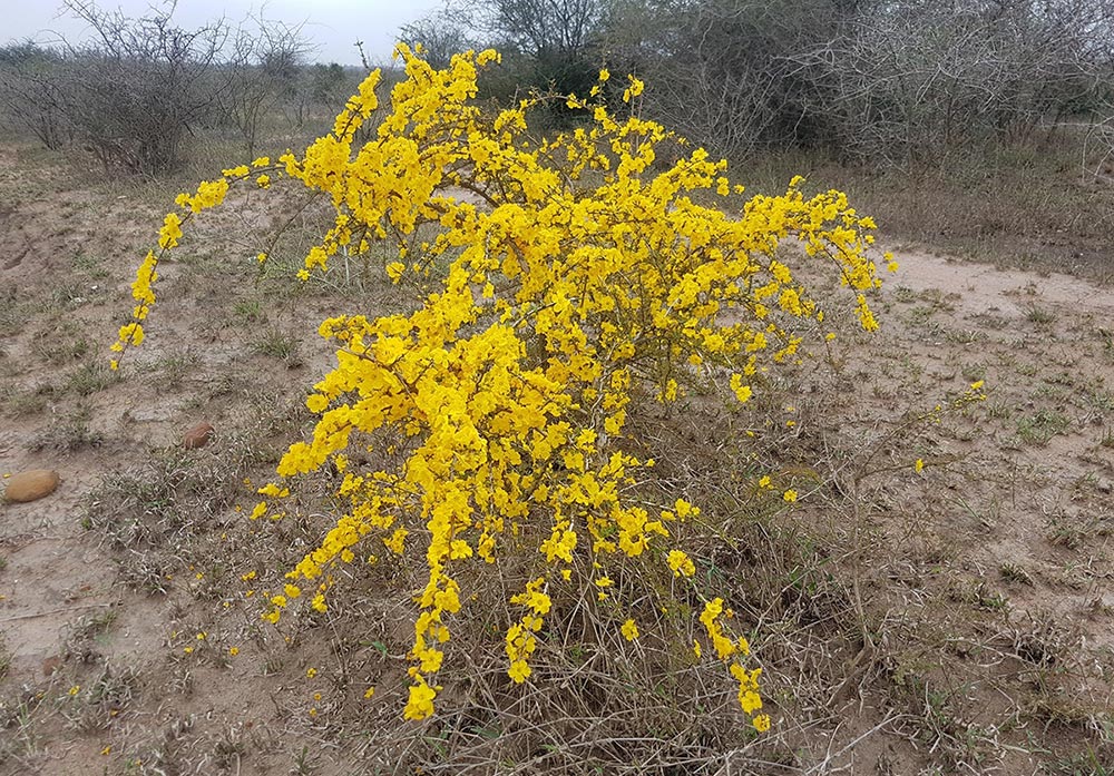 Rhigozum zambesiacum Rhigozum zambesiacum