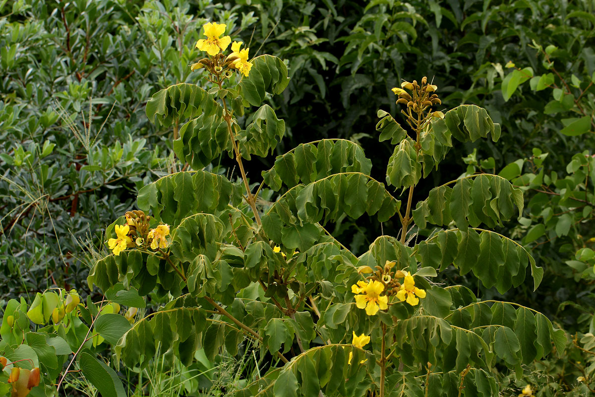 Markhamia obtusifolia