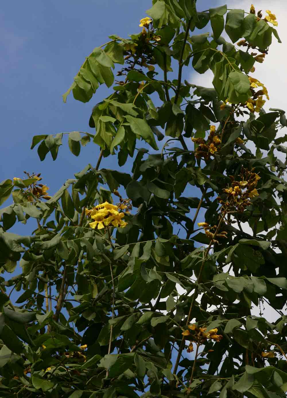 Markhamia obtusifolia