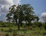 Kigelia africana subsp. africana