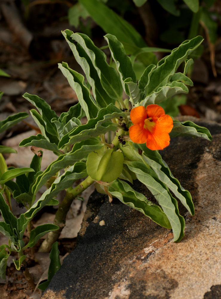 Pterodiscus ngamicus Pterodiscus ngamicus