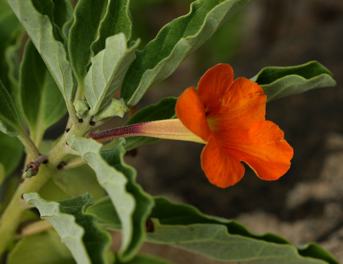 Pterodiscus ngamicus Pterodiscus ngamicus