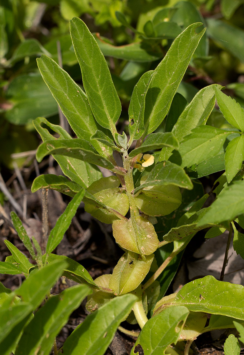 Pterodiscus ngamicus Pterodiscus ngamicus