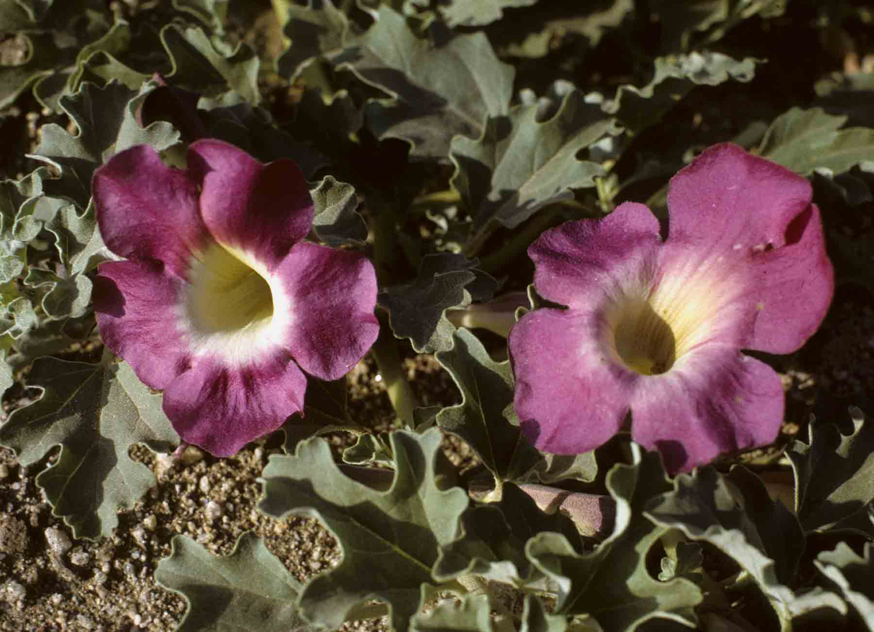 Harpagophytum procumbens subsp. transvaalense