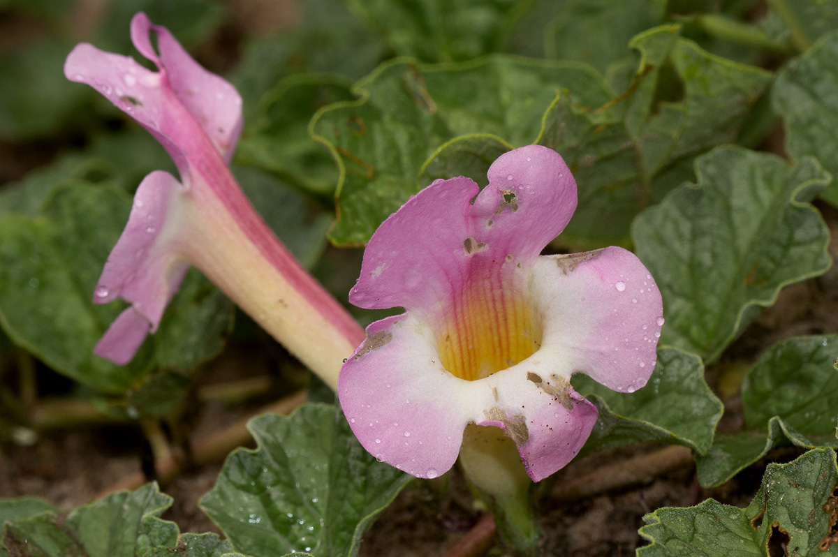Harpagophytum zeyheri subsp. sublobatum Harpagophytum zeyheri subsp. sublobatum