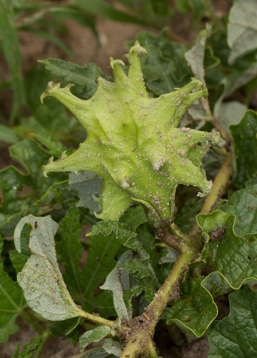 Harpagophytum zeyheri subsp. sublobatum Harpagophytum zeyheri subsp. sublobatum