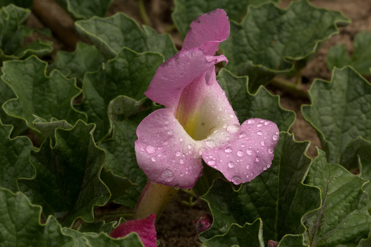 Harpagophytum zeyheri subsp. sublobatum Harpagophytum zeyheri subsp. sublobatum