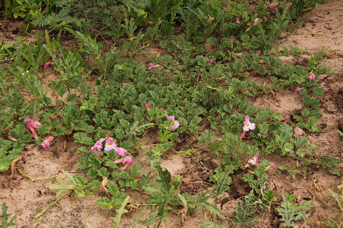 Harpagophytum zeyheri subsp. sublobatum Harpagophytum zeyheri subsp. sublobatum