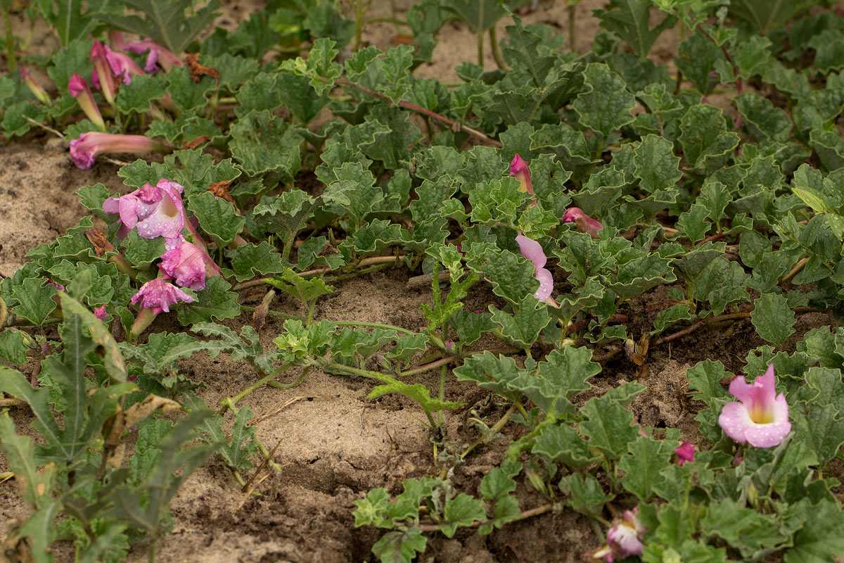Harpagophytum zeyheri subsp. sublobatum Harpagophytum zeyheri subsp. sublobatum