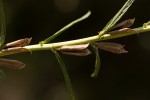 Sesamum calycinum subsp. baumii